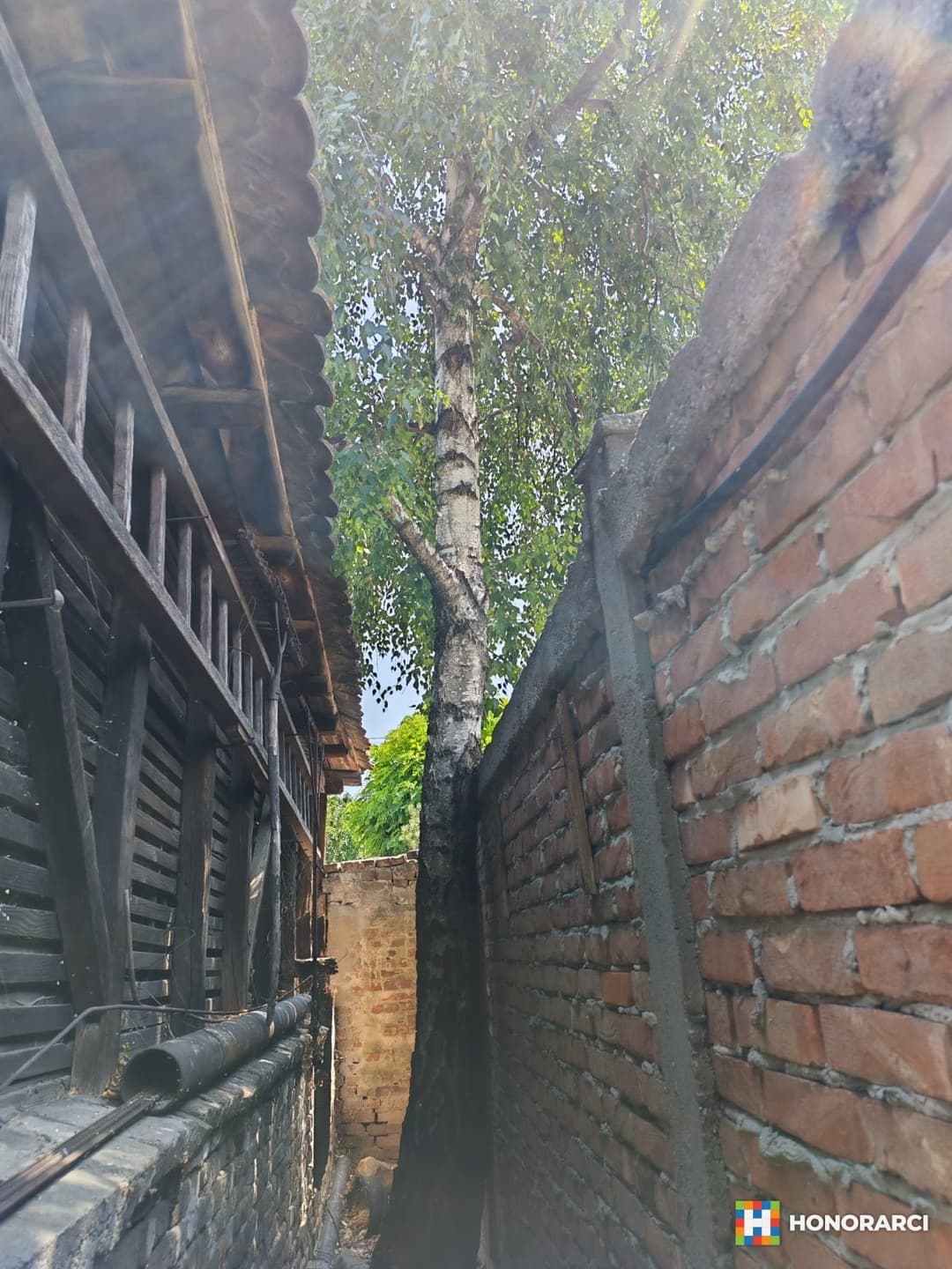 Sečenje i obaranje visoko rizičnih stabala(Arborizam) - slika 2