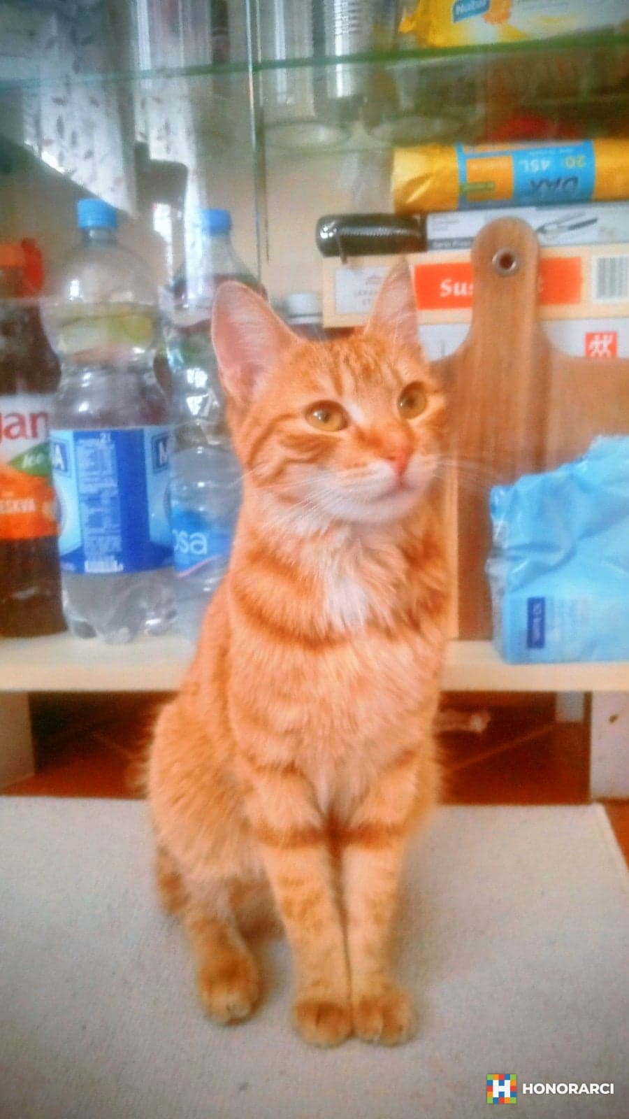 🐕🐈 Cuvanje i setanje pasa malih i srednjih velicina i cuvanje macaka.VRACAR/Crveni krst i okolina.