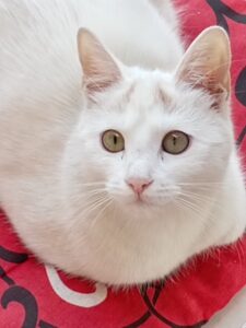 Čuvanje pasa i mačaka