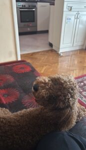 Cuvanje\setanja pasa