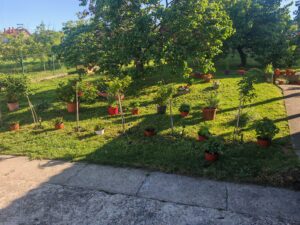 Uslužno košenje Obrenovac